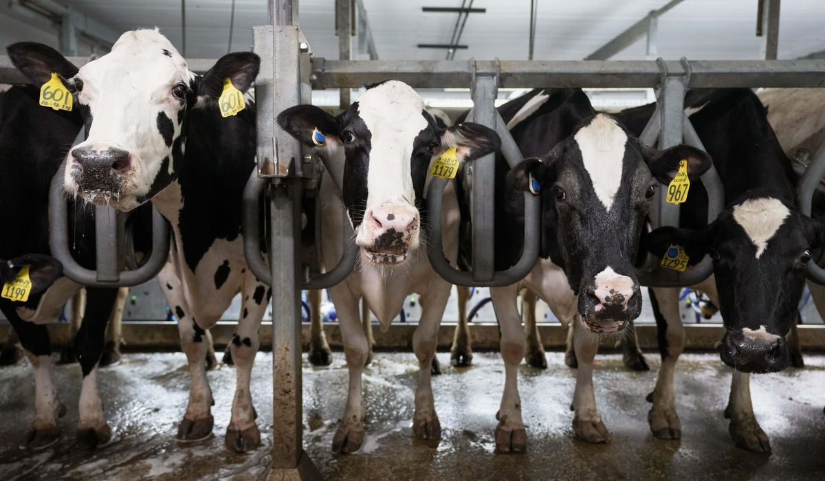 NextImg:USDA orders nationwide testing of milk for bird flu