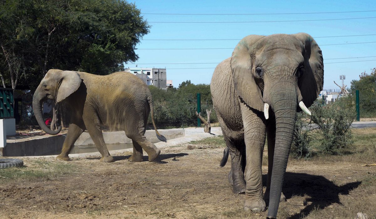NextImg:An elephant dies of apparent heart failure in Pakistan weeks after family reunion