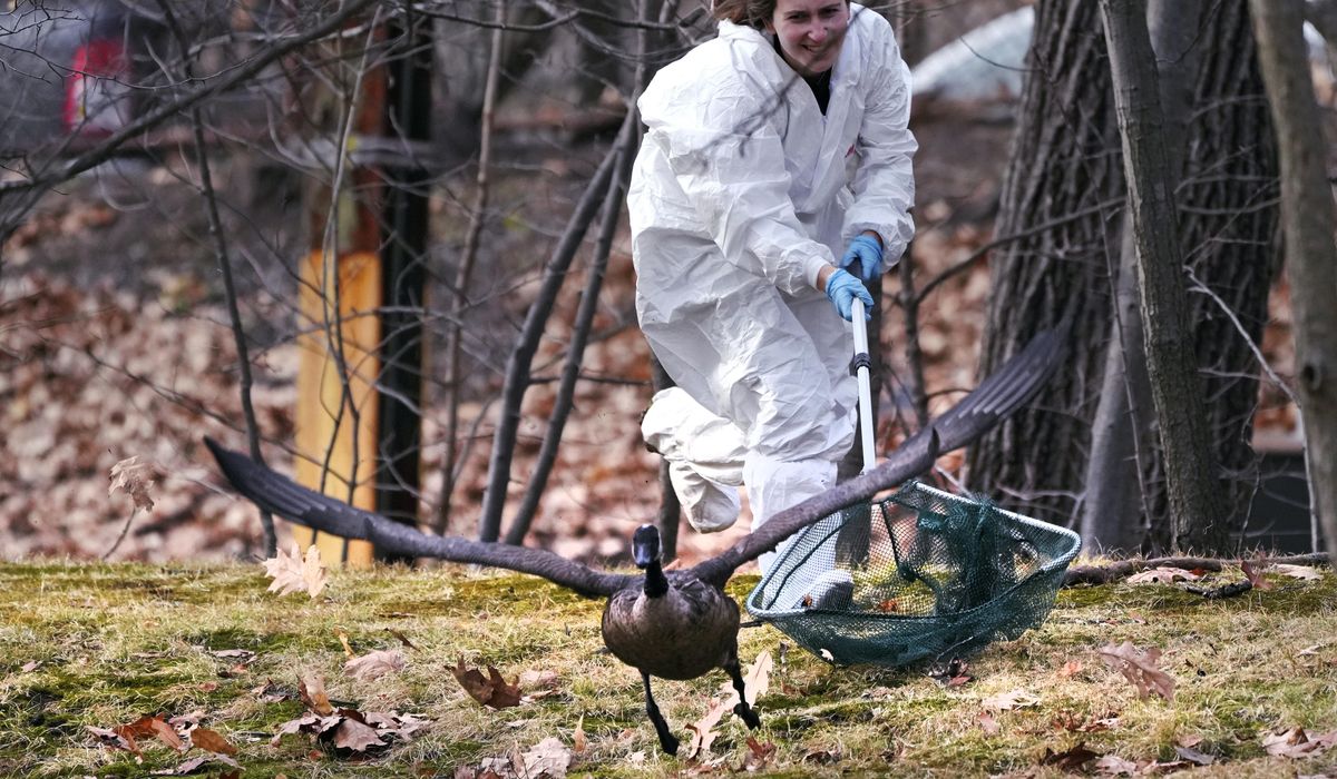 NextImg:Rescuers rush to save geese and ducks soaked in oil due to spill in Boston river