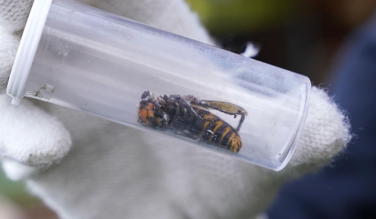 NextImg:Invasive ‘murder hornets’ are wiped out in the U.S., officials say