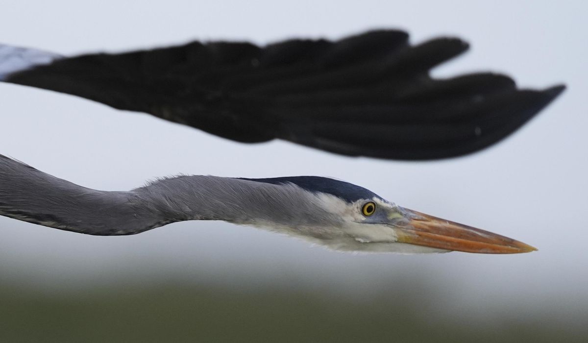 NextImg:In Florida, a race is on to save the Everglades and protect a key source of drinking water