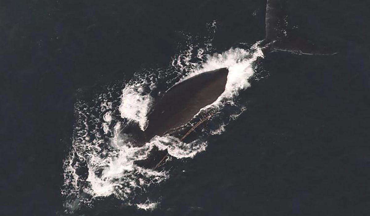 NextImg:Third entangled endangered whale spotted in span of a week off East Coast
