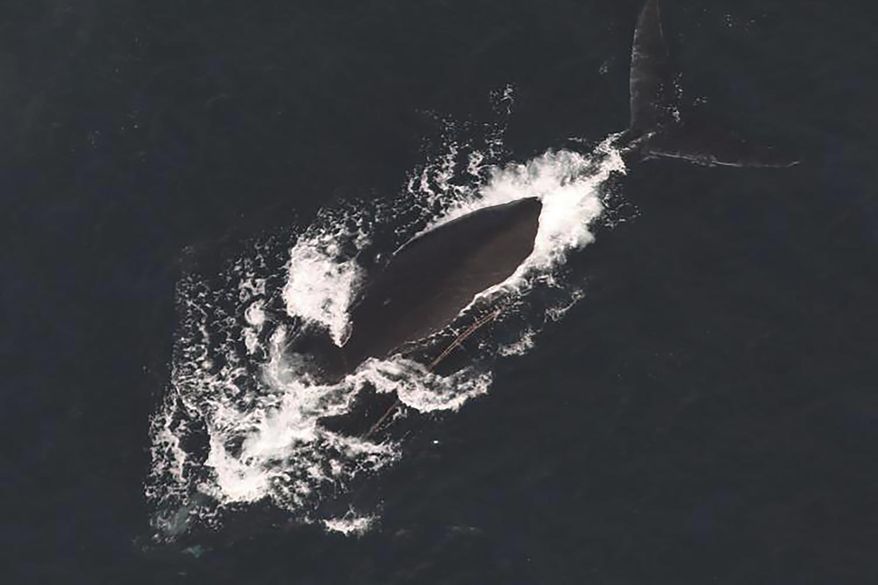 This photo provided by NOAA Fisheries shows a North Atlantic right whale documented with two fishing lines exiting the left side of the mouth, Dec. 9, 2024. (NOAA Fisheries via AP, File)