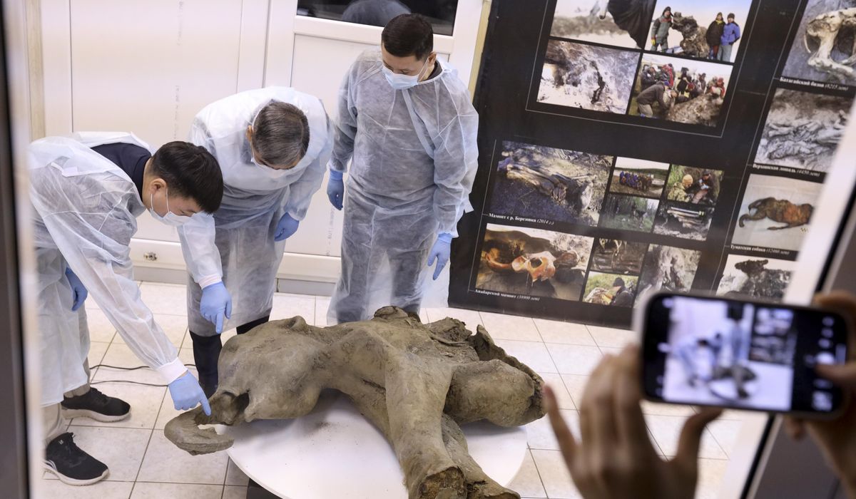 NextImg:Baby mammoth preserved for 50,000 years is unveiled in Russia’s Siberia