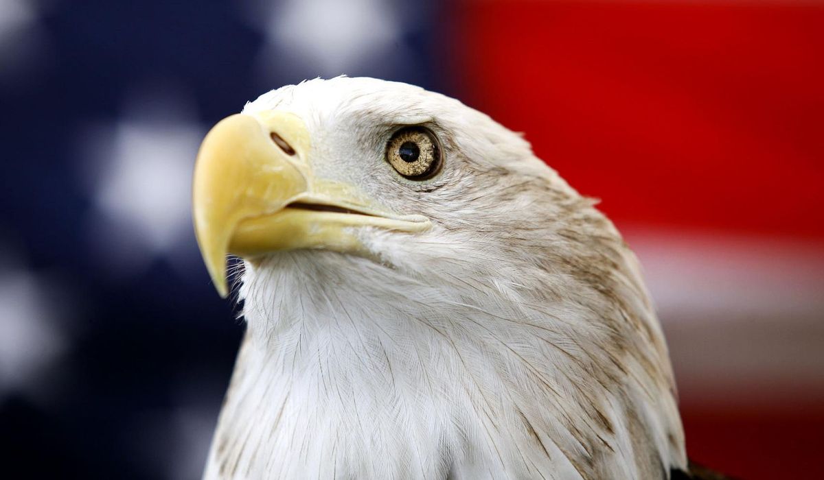 NextImg:Biden signs bill officially making bald eagle national bird of U.S.