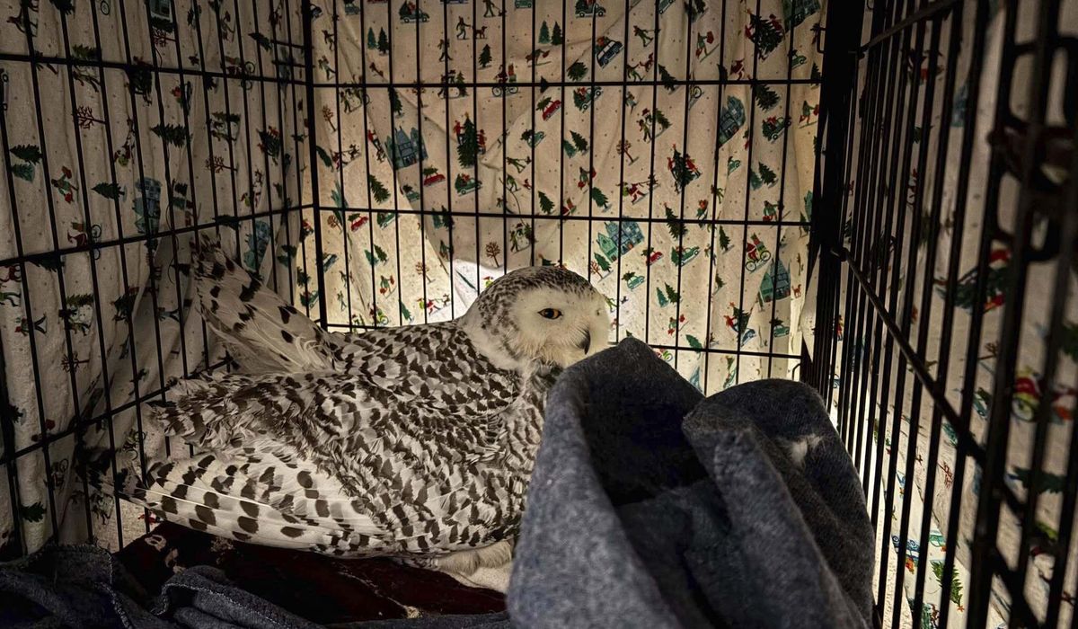 NextImg:Snowy owl rescued from car grille by Minnesota woman who saved another bird hours earlier