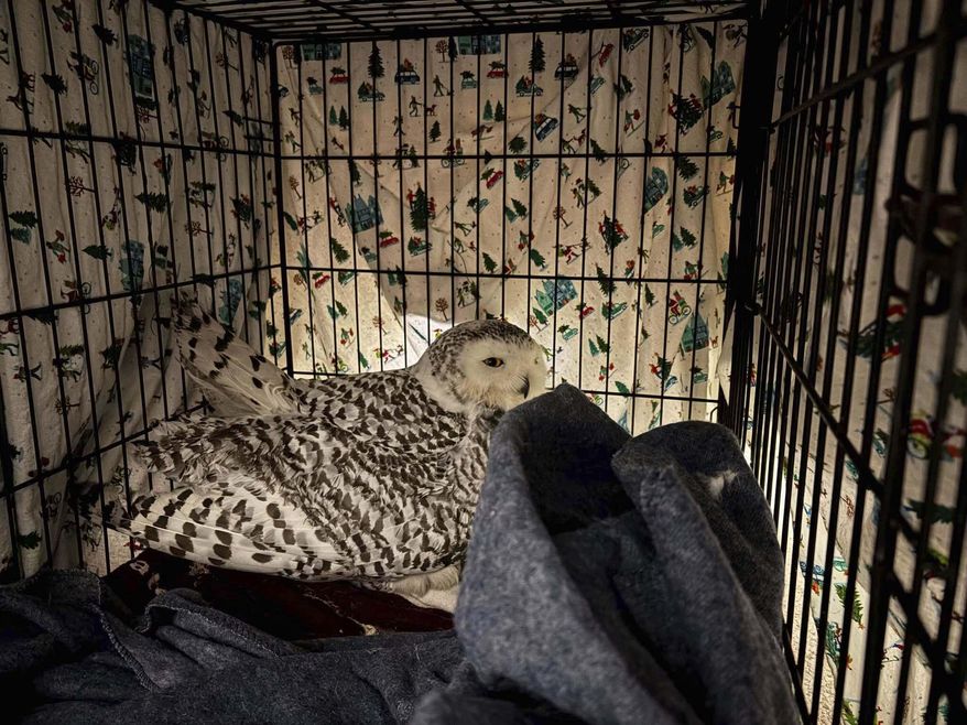 A snowy owl rests at Annabell Whelan’s home after being recovered from the grille of a car in northeastern Minnesota on Monday, Dec. 23, 2024, and before she was taken to a wildlife rescue. (AP via Annabell Whelan)