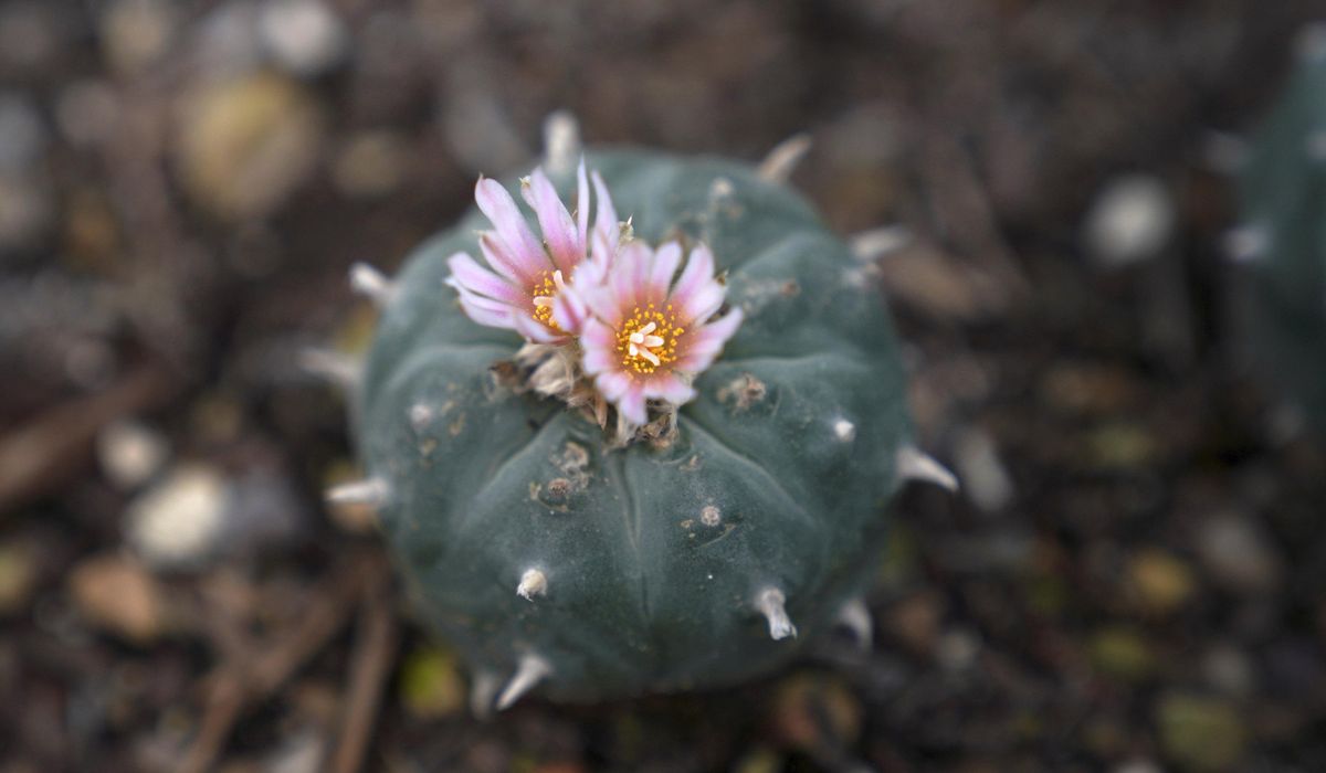 NextImg:Peyote sacred to Native Americans threatened by psychedelic renaissance and development