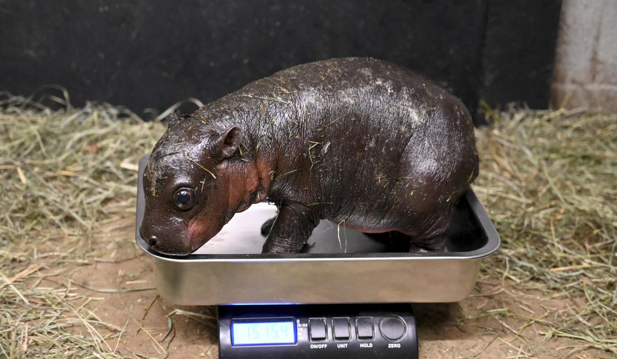 NextImg:A Virginia zoo welcomes newborn pygmy hippopotamus as year ends