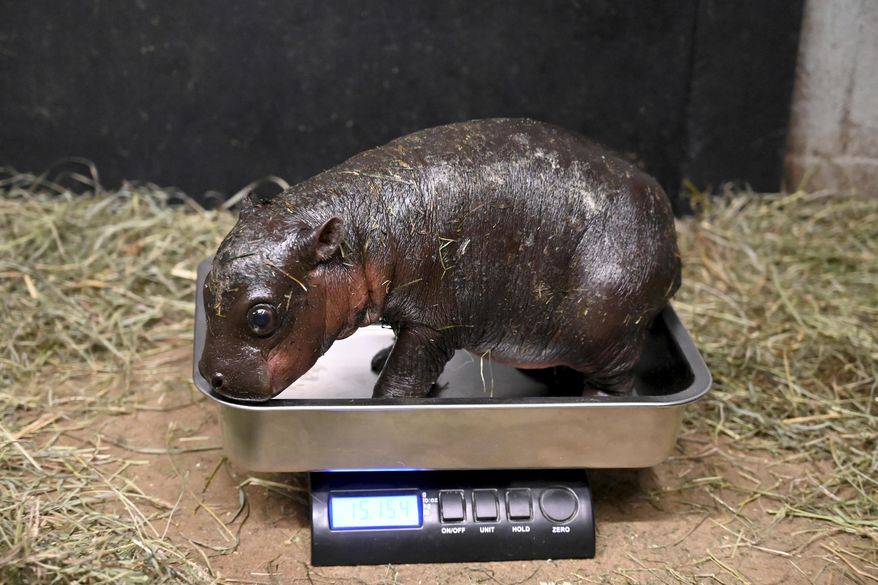 This photo provided by the Metro Richmond Zoo shows a baby pygmy hippo during a vet exam on Dec. 14, 2024, in Moseley, Va. (Metro Richmond Zoo via AP)