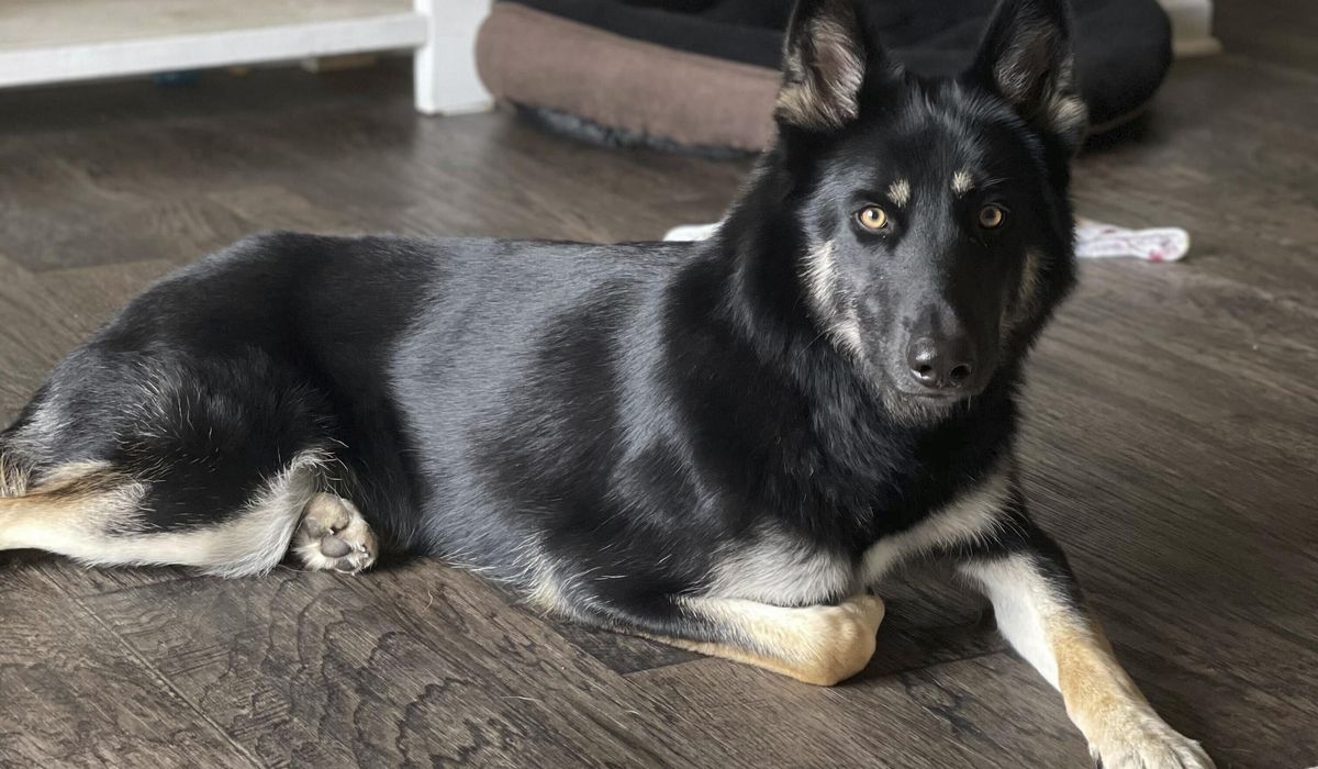 NextImg:Missing dog returned to family home and rang the doorbell