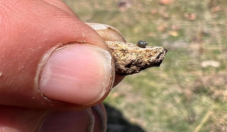FILE - This photo provided by Lynne Buckner shows a Kings River pryg, a springsnail found in 13 isolated springs around Thacker Pass, 200 miles northeast of Reno, Nev., April 7, 2022. (Lynne Buckner via AP, File)