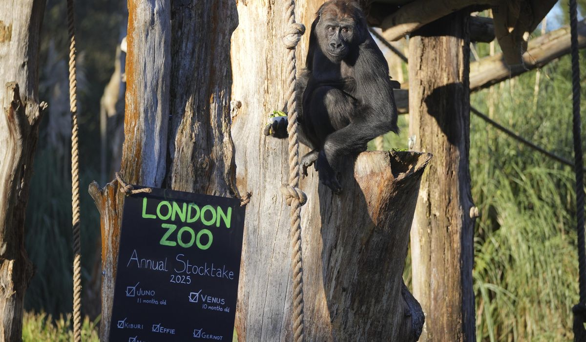 NextImg:London Zoo’s residents are counted in their annual stocktake, including 2 baby gorillas