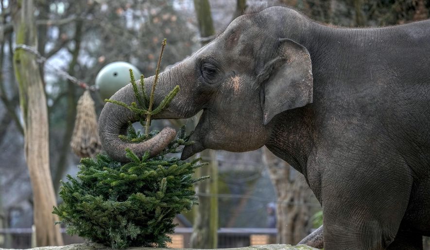 An elephant grazes on Christmas tree during the feeding of animals with unused Christmas trees at the Zoo, in Berlin, Germany, Friday, Jan. 3, 2025. (AP Photo/Ebrahim Noroozi)