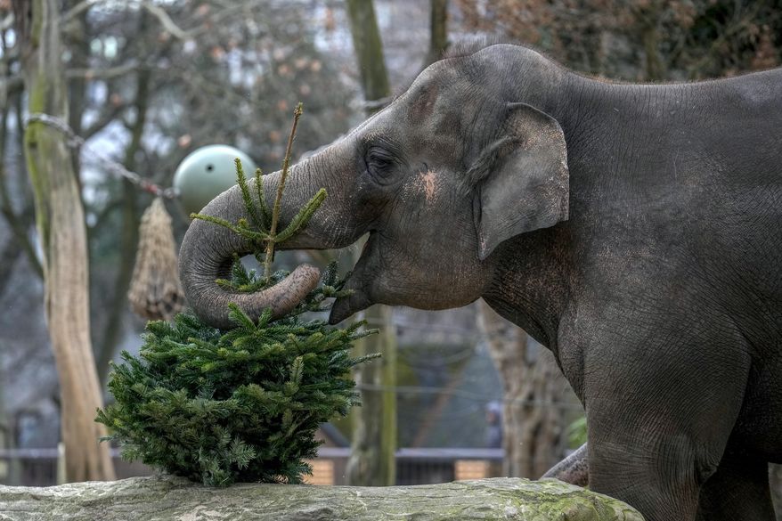 An elephant grazes on Christmas tree during the feeding of animals with unused Christmas trees at the Zoo, in Berlin, Germany, Friday, Jan. 3, 2025. (AP Photo/Ebrahim Noroozi)