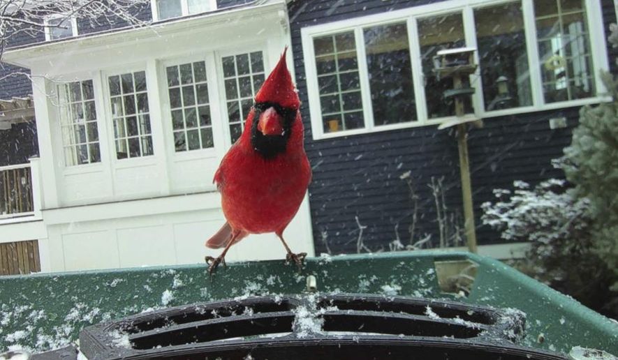 This photo courtesy of Judy Ashley shows a cardinal on her bird feeder in Ipswich, Massachusetts, Dec. 20, 2024. (Judy Ashley via AP)