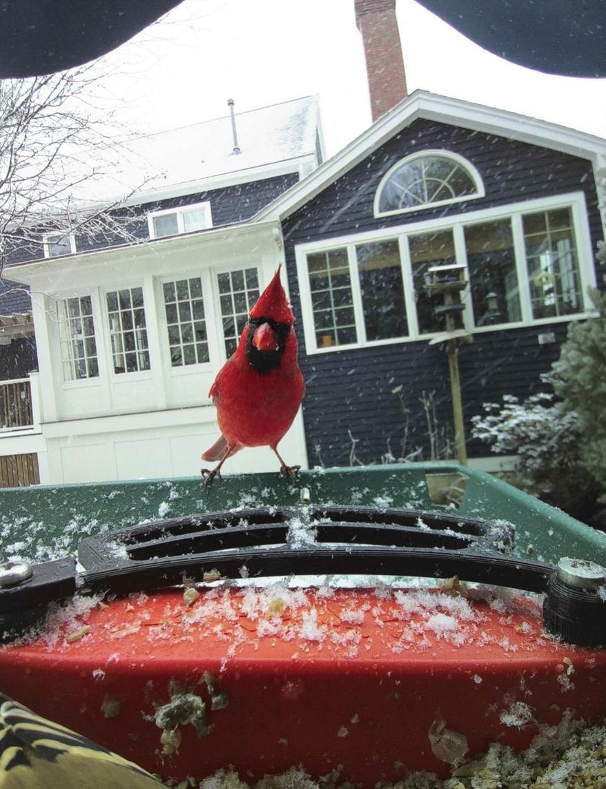 This photo courtesy of Judy Ashley shows a cardinal on her bird feeder in Ipswich, Massachusetts, Dec. 20, 2024. (Judy Ashley via AP)
