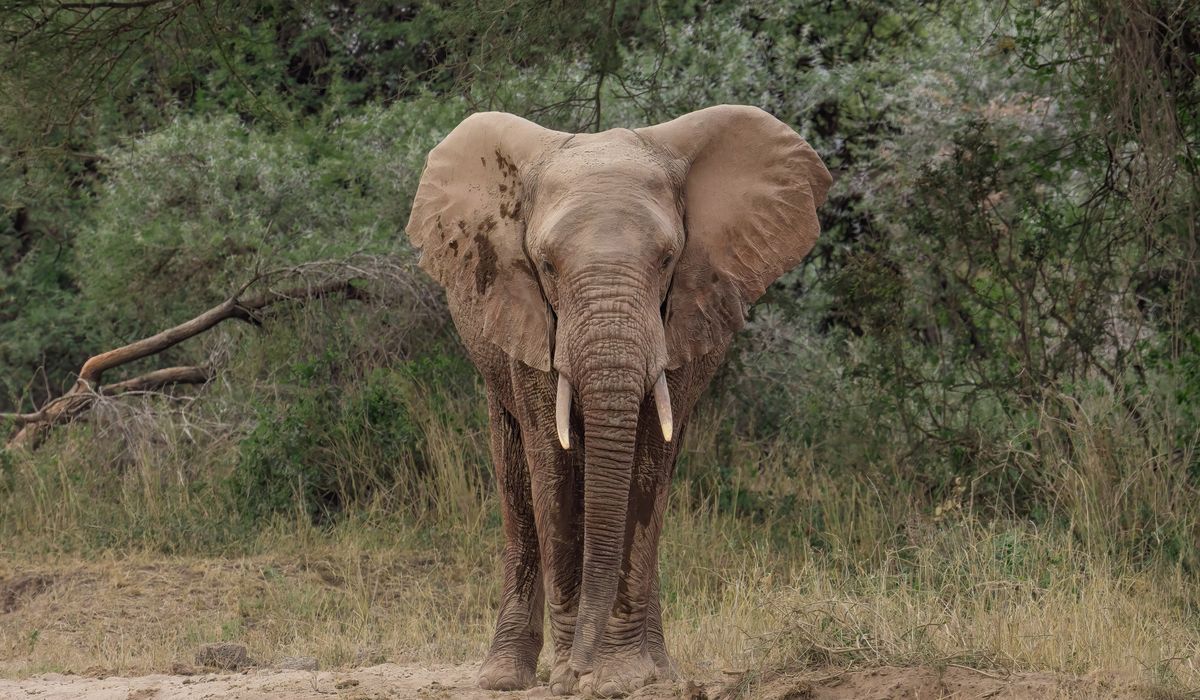 NextImg:Spanish student killed in Thailand by elephant she was washing