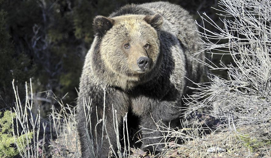 A Grizzly bear walk through Yellowstone National Park near Mammoth, Wyo., May 4, 2009. (AP Photo/Billings Gazette, David Grubbs, File)