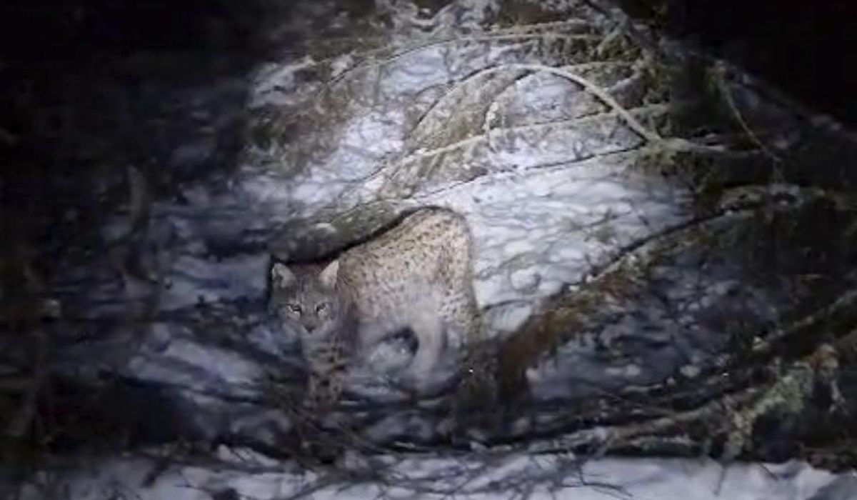NextImg:One of four lynx captured in the Scottish Highlands dies within hours