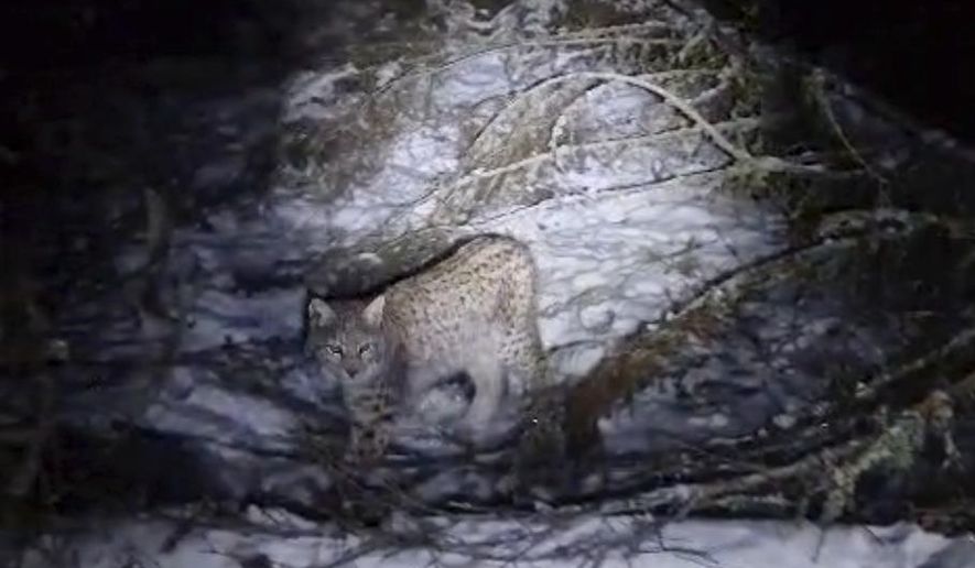 This image taken from video and made available by the Royal Zoological Society of Scotland shows a lynx in the Cairngorms National Park, Scotland, Dec. 9, 2024. (Royal Zoological Society of Scotland via AP)