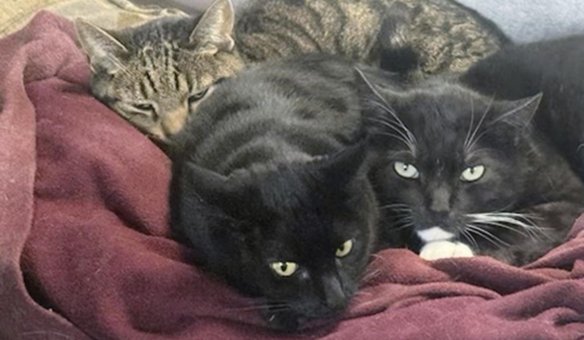 NextImg:California man says two of his cats died after drinking raw milk recalled for bird flu
