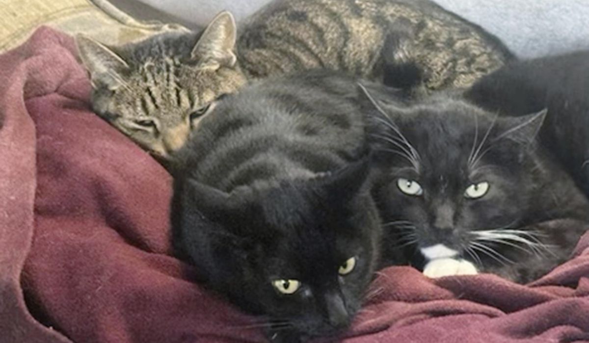 NextImg:California man says two of his cats died after drinking raw milk recalled for bird flu