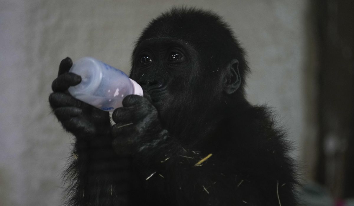 NextImg:A young gorilla rescued from aircraft hold recovers at Istanbul zoo