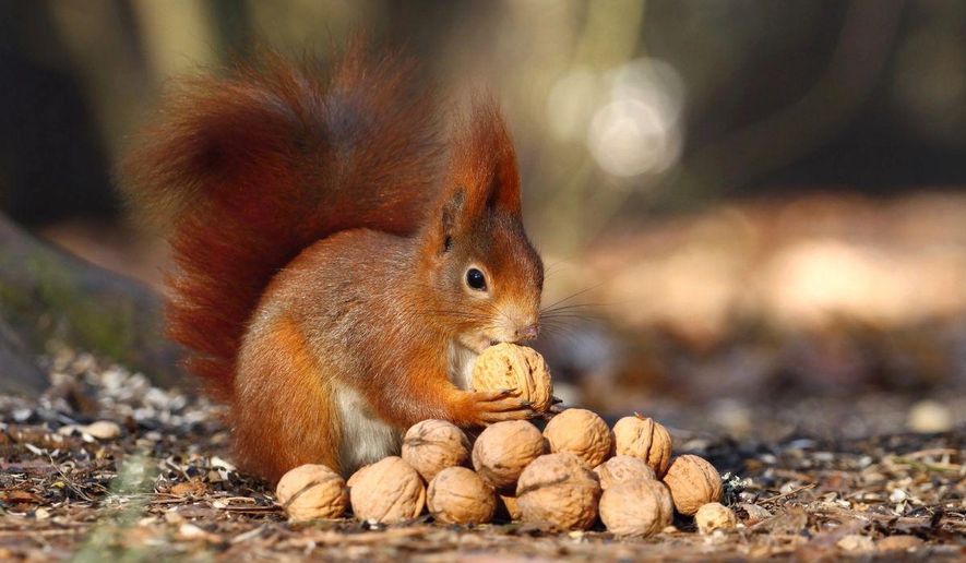 Are squirrels sneaky pranksters or ecological heroes? Photo credit: Depositphotos.