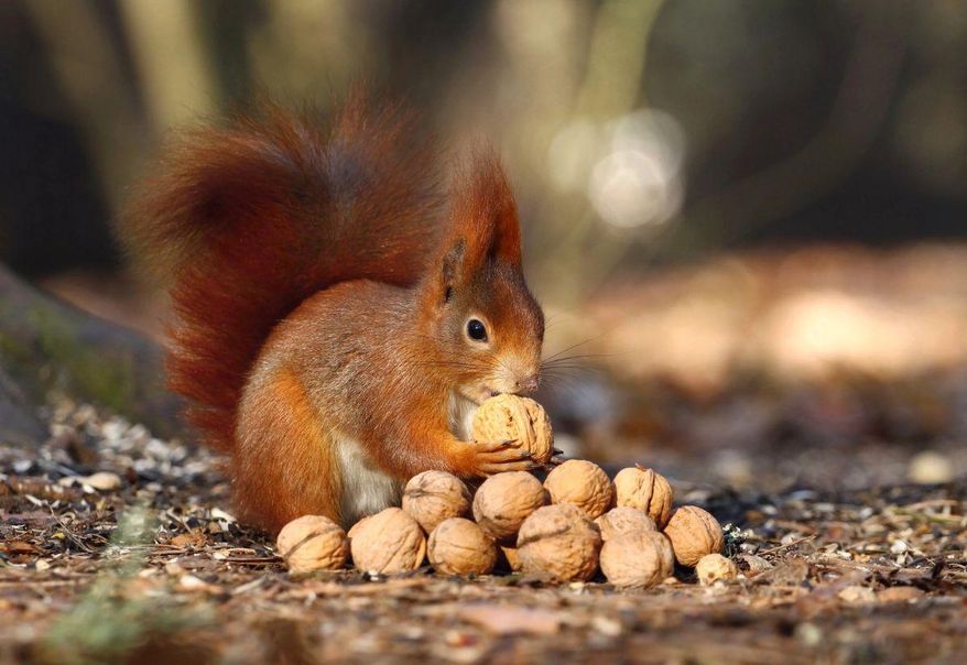 Are squirrels sneaky pranksters or ecological heroes? Photo credit: Depositphotos.