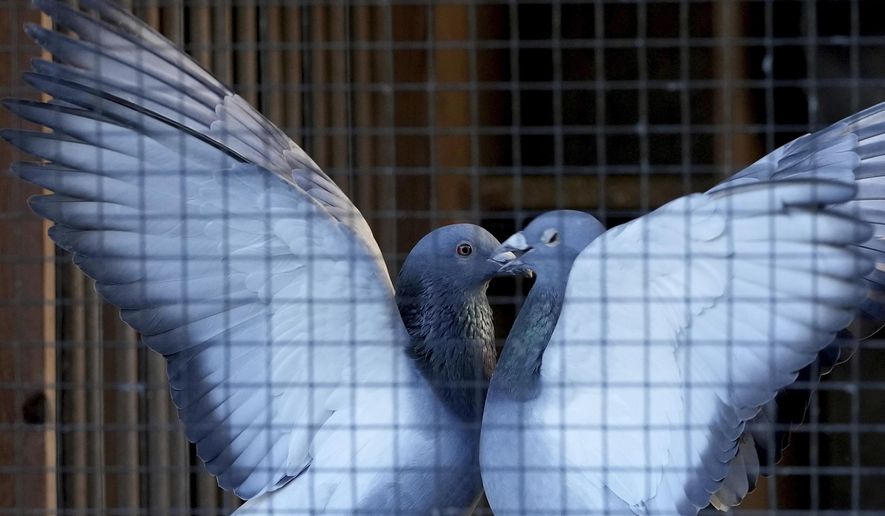 Two pigeons play in their loft in Ranst, Belgium, Monday, Jan. 13, 2025. (AP Photo/Virginia Mayo)