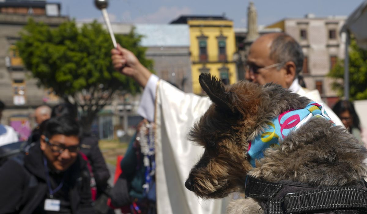 NextImg:Blessings for dogs? Bring them to Mexico City’s cathedral and St. Anthony will do the rest