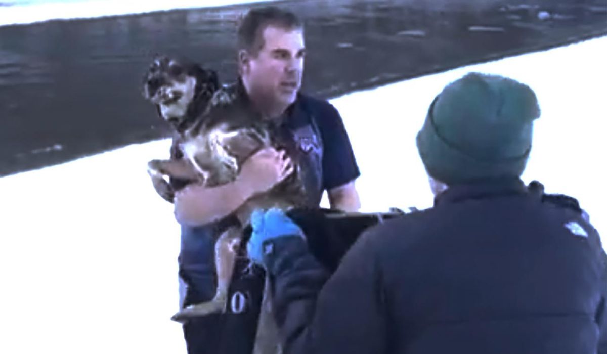 NextImg:Man’s dramatic rescue of dog from freezing river in Vermont caught on video