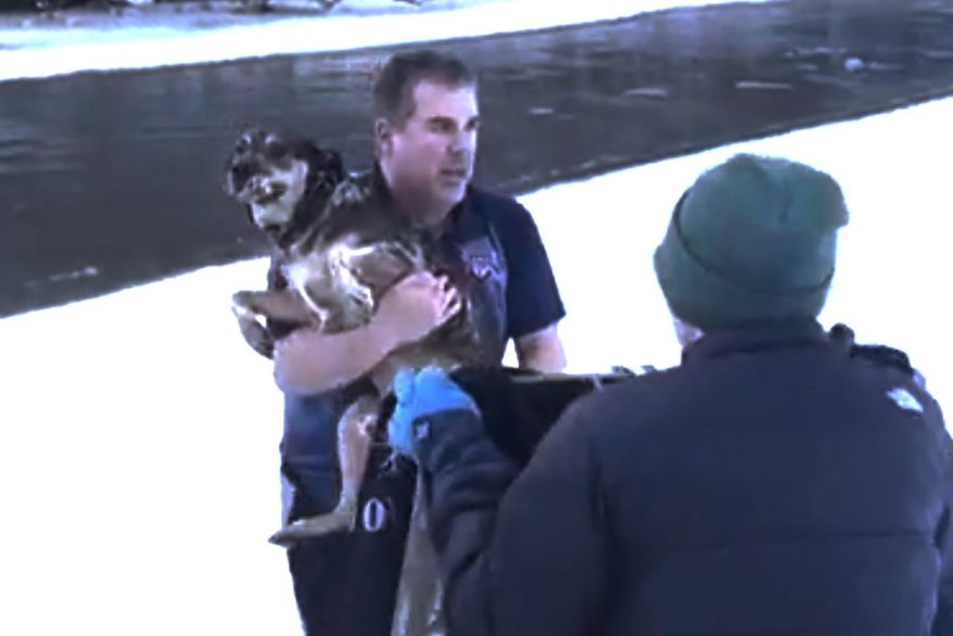 This video provided by Chris MacRitchie shows Chris MacRitchie rescuing a dog from the Winooski River as he is recorded by his son Ace MacRitchie on Friday, Jan. 10, 2025 in Berlin, Vt. (Ace MacRitchie via AP).