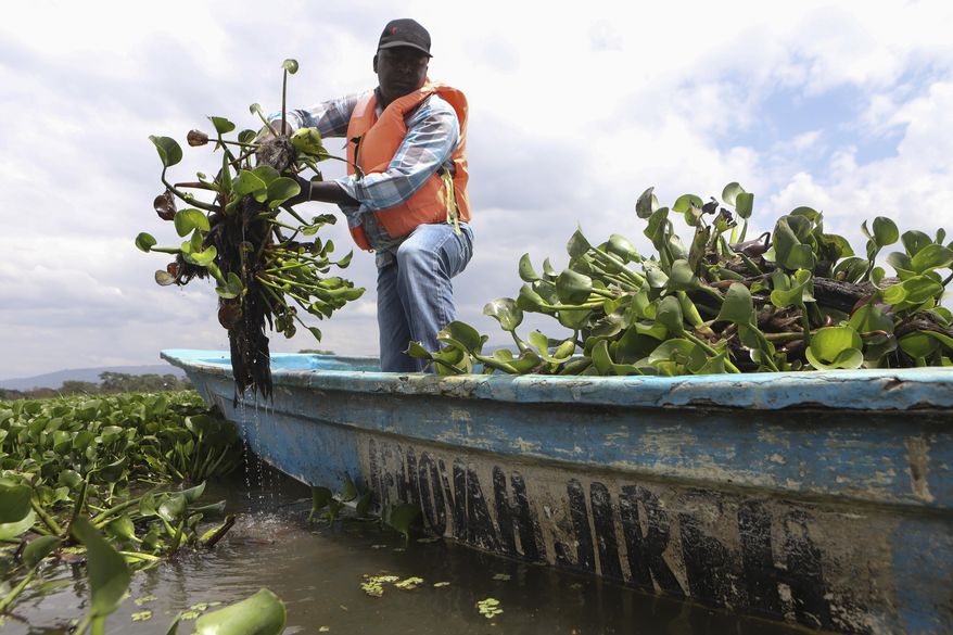 Fisherman Simon Macharia harvests hyacinth at Lake Naivasha in Nakuru county, Kenya's Rift Valley, Friday, Dec. 13, 2024. (AP Photo/Andrew Kasuku)