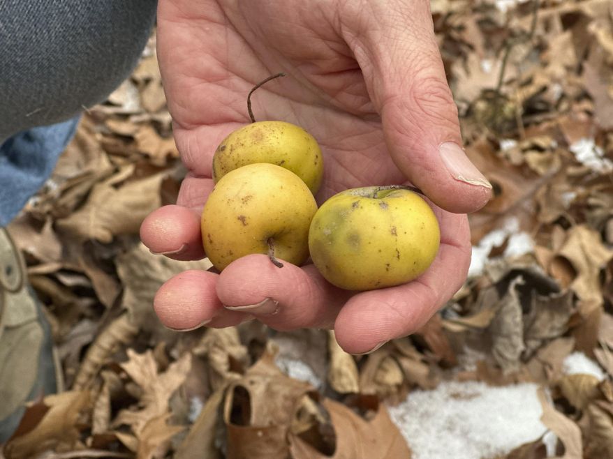 Michigan State University horticulture professor Steve Van Nocker holds wild apples near a Malus coronaria tree Wednesday, Dec. 4, 2024, in Meridian Township, Mich. (AP Photo/Mike Householder)