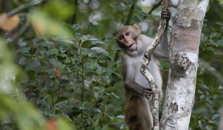 A rhesus macaques monkey observes kayakers along the Silver River in Silver Springs, Fla., Friday, Nov. 10, 2017. This monkey shown in the file photo is not related to the story. (AP Photo/John Raoux, File)