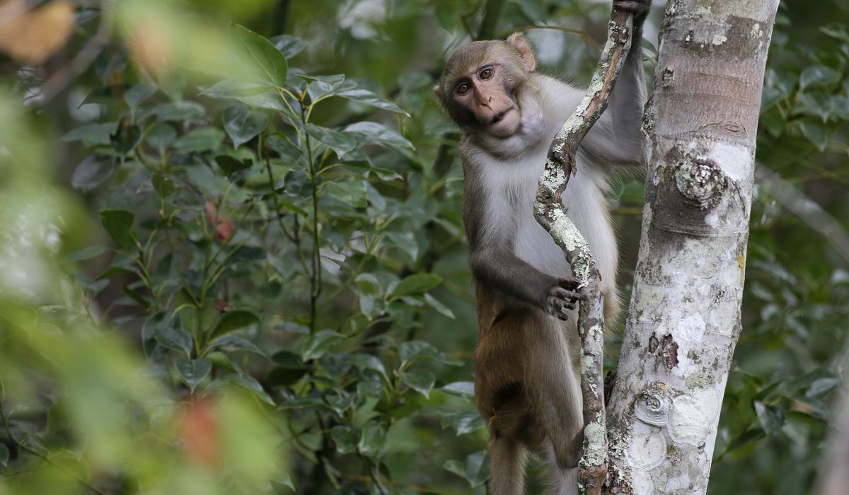 NextImg:Last 4 escaped monkeys are captured in South Carolina after months on the loose