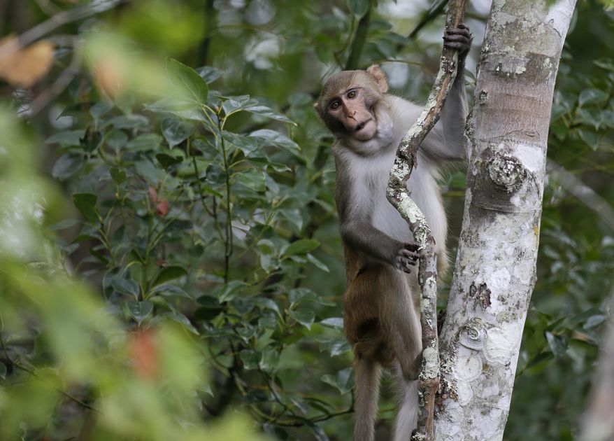 FILE - A rhesus macaques monkey observes kayakers along the Silver River in Silver Springs, Fla., Friday, Nov. 10, 2017. (AP Photo/John Raoux, File)
