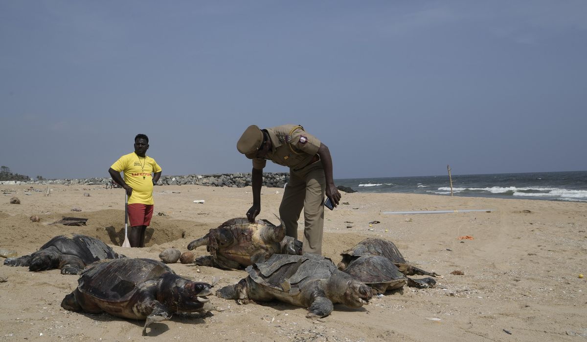 NextImg:Authorities ramp up efforts to protect sea turtles as deaths on India’s shores continue to mount
