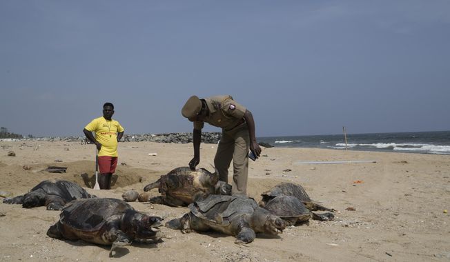 A police officer checks the carcass of one of the endangered olive ridley sea turtles that washed ashore on Kovalam beach, on the outskirts of Chennai, India, Saturday, Jan. 25, 2025. (AP Photo/Mahesh Kumar A.)