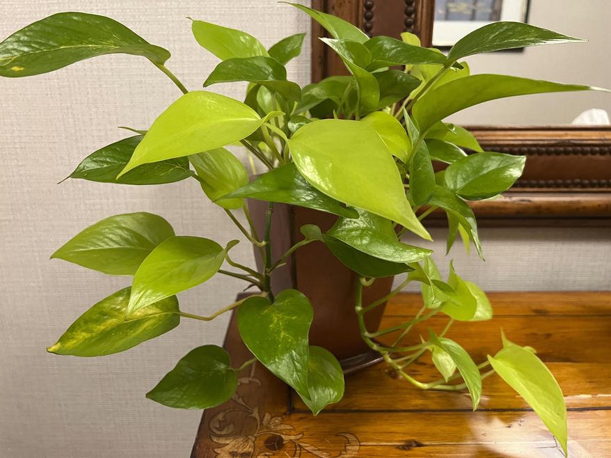 This June 25, 2023, image provided by Jessica Damiano shows a potted pothos plant in Hawley, Pa. Pothos plants make good office plants because they can thrive under fluorescent lighting in windowless spaces. (Jessica Damiano via AP)