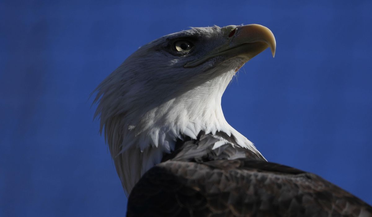NextImg:Virginia duck hunter sentenced for killing bald eagles, other predatory birds