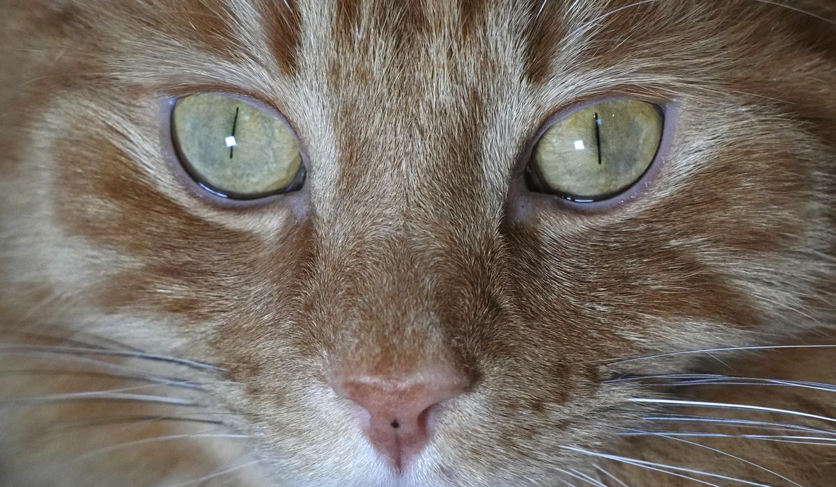NextImg:Cats won’t be banned in Scotland, the government confirms
