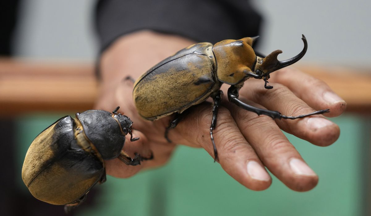 NextImg:Live beetles hidden in Japanese snack packages found by customs agents at LAX