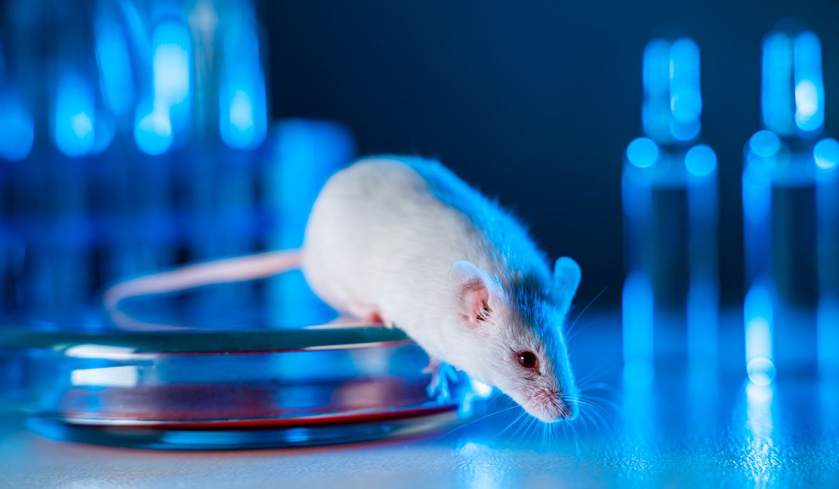 NextImg:Feds spent millions to create ‘transgender’ lab testing animals