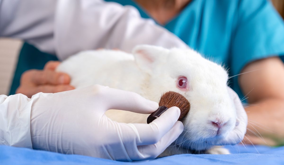 NextImg:House lawmakers push forward legislation to cut funding on animal testing abroad
