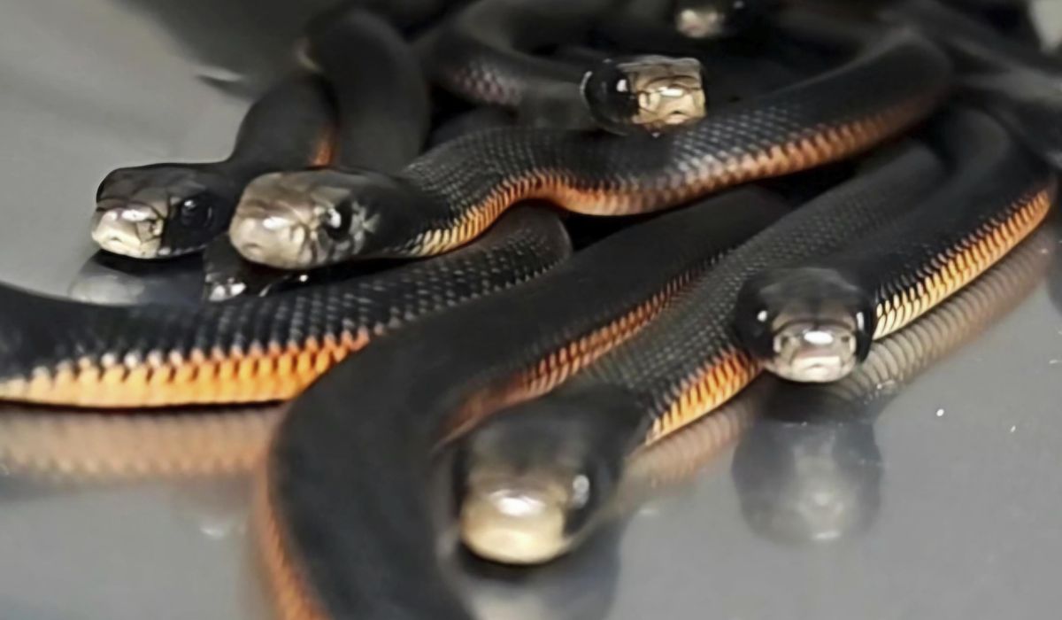 NextImg:The number of snakes removed from this Australian yard will make you shudder