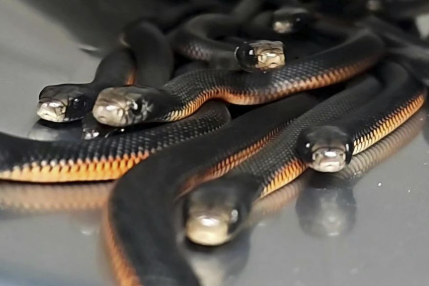 In this photo provided by Cory Kerewaro, red-belly black snakes are contained in a bucket after 102 of the reptiles were captured from a suburban Sydney yard, on Jan. 31, 2025. (Cory Kerewaro via AP)