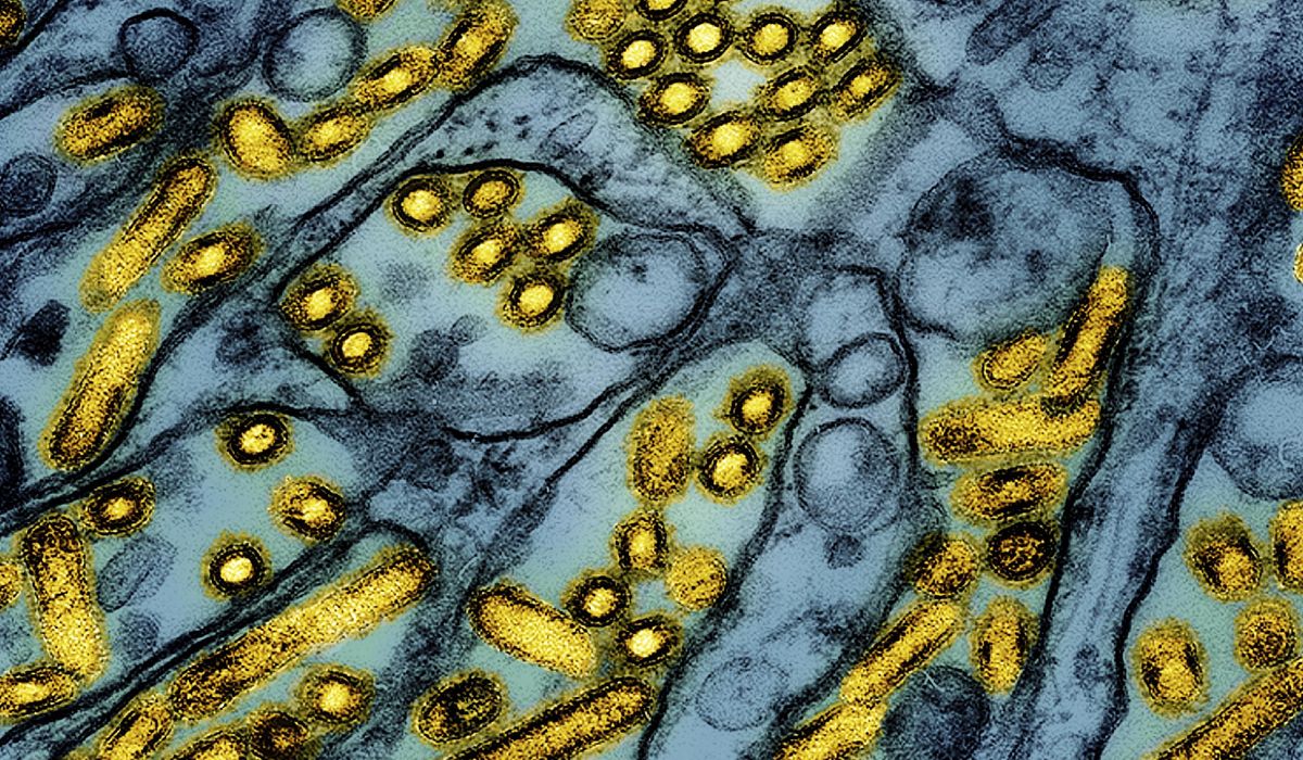 NextImg:New York temporarily shutters bird markets after seven cases of avian flu are detected in NYC